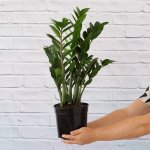 Zz Plant - Large - 19CM Nursery Pot