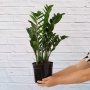 Zz Plant - Large - 19CM Nursery Pot