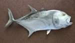 Giant GT Trevally 140CM
