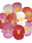 Begonia Sprint Plus Maxi Mix Seed - 50 Pelleted Seed