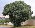Olea Africana Wild Olive Gauteng Only - 200 Litres