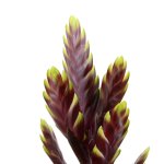 Bromeliad Vriesea - Maroon With Yellow Tips - 14CM Nursery Pot