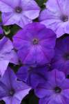 Petunia Easy Wave Lavender Sky Blue Seed - 250 Pelleted Seed