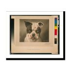 I'm A Bad Dog What Kind Of A Dog Are You?.c. M. Coolidge. Antique Wall