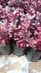 Alternanthera Dentata 'little Ruby' 4 Litre Bag
