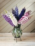 Delphinium Magic Fountains Mix Seed - 25 Raw Seed