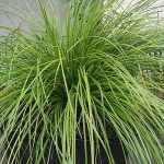 Click & Plant Online Nursery