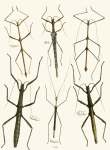 The Cabinet Of Oriental Entomology Pl XL 1848 Art Print - A0