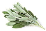 Sage Ltd 6 Pack Tray
