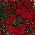 Little Red Hedge Rose 5LT