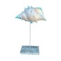 Blue Tip Beige Seasnail