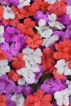 Impatiens Beacon Mix Pearl Island Seed - 5000 Coated Seed