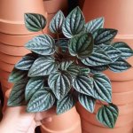 Emerald Ripple Peperomia - Peperomia Olga - 14CM