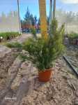 Coleonema Alba 10LT