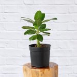 Ficus Audrey - In 19CM Nursery Pot