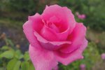 Thula Hybrid Tea Rose 5LT