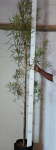 Searsia Lancea 20LT