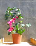 Bougainvillea ‘barbara Karst’ 10LT