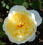 The Poets Wife Rose 5LT