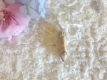 Picture Jasper Point Pendulum