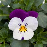Viola Sorbet White Jump Up Xp Seed - 5000 Raw Seed