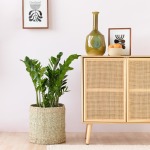 Zz Plant - Extra Large - In 35CM Talala Basket