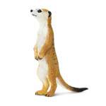 Meerkat By