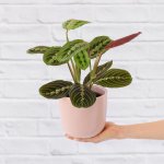 Prayer Plant - 14CM In 16CM Pink Moon Planter