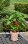 Capsicum Pot Pepper Snack Red - Sweet Pepper Seed - 100 Raw Seed
