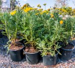 Euryops Pectinatus 17CM Golden Daisy Bush