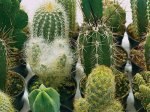 Cactus Finest Mix Seed - 1 G Raw Seed