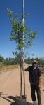 Combretum Erythrophyllum 40LT
