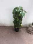 Philodendron Mica On Moss Pole 25CM Pot