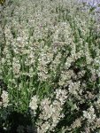 Lavender Ellagance Snow Seed - 10 Raw Seed