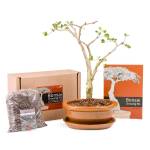 Acacia Bonsai Growing Kit