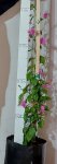 Bougainvillea Donyo 20LT