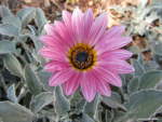 Arctotis Pink 4LT