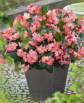 Begonia Big Green Leaf Pink Seed - 100 Pelleted Seed