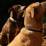 Woofa Adela Collars Small