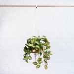 Hoya Australis - Variegated - In 21CM Terracotta Azalea Planter & White Leather Hanger