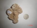 Desert Rose Sand Rose DRM2