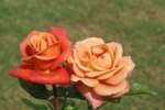 Coreen Krige Hybrid Tea Rose 5LT
