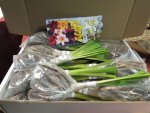 Gift Box Of Love