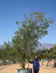 Afrocarpus Falcatus 1000LT