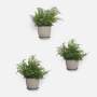 Emerging Creatives Pot Shelves - Set Of 3 - White