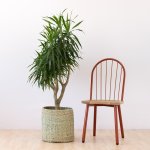 Dragon Tree - Alchemy - In 35CM Talala Palm Leaf Basket