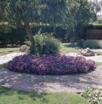 Petunia Dreams Sky Blue Seed - 500 Pelleted Seed