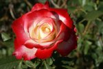 Epworth Rose Ludsunsa P 5LT