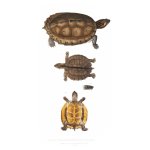 Tortoise 4 Art Print