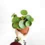 Chinese Money Plant - 12CM Nursery Pot